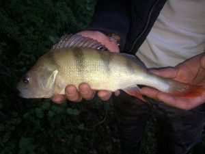 European Perch