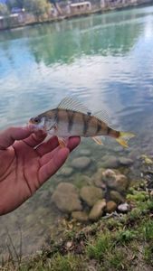 European Perch