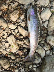 Rainbow Trout