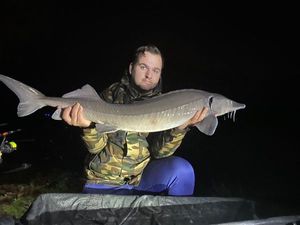 Siberian Sturgeon