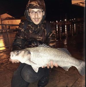 European Bass (Seabass)