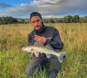 Zander