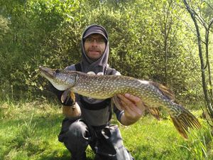 Northern Pike
