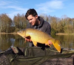 Common Carp