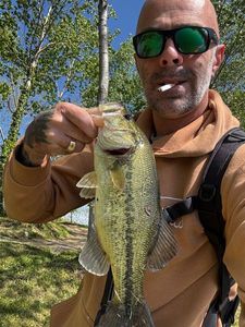 Largemouth Bass