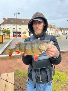 European Perch