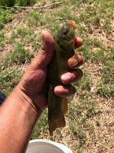 Tench