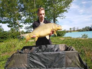 Common Carp