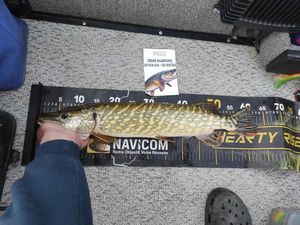 Northern Pike