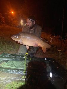 Mirror Carp