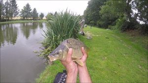 Common Carp