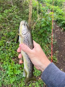 Brown Trout