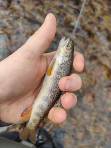 Brown Trout
