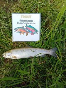 Rainbow Trout