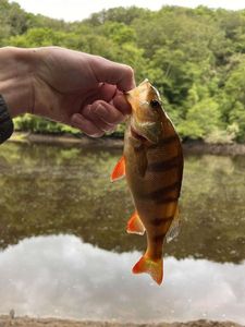European Perch