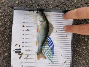 European Perch