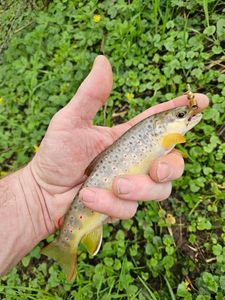 Brown Trout