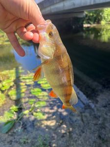 European Perch