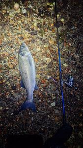 European Bass (Seabass)