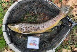 Brown Trout