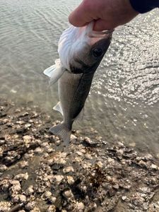 European Bass (Seabass)