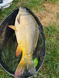 Mirror Carp