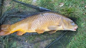 Common Carp