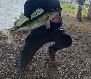 Zander