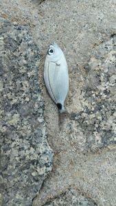 Saddled Seabream
