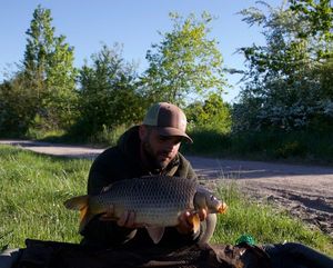 Common Carp