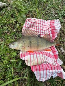 European Perch