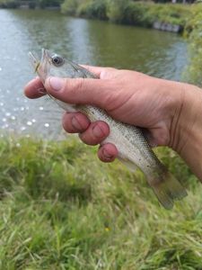 Largemouth Bass