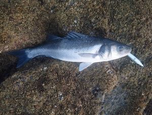 European Bass (Seabass)