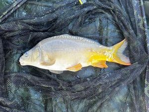 Leather Carp