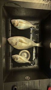 Gilthead Seabream