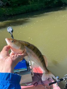 Zander