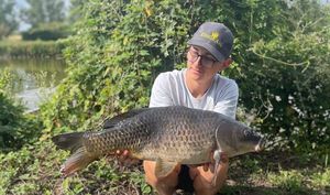 Common Carp