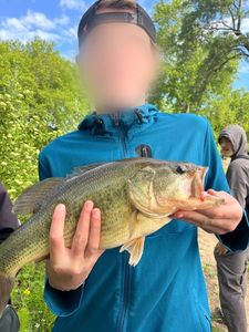 Largemouth Bass