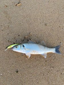 European Bass (Seabass)