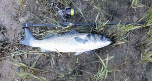 European Bass (Seabass)