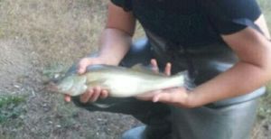 Zander