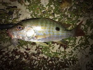 Lane Snapper