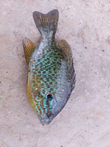 Green Sunfish