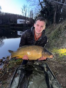 Common Carp
