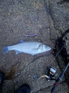 European Bass (Seabass)