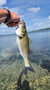 European Bass (Seabass)