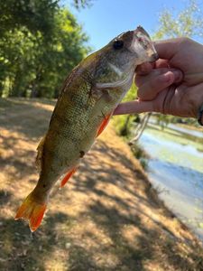 European Perch