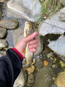 Brown Trout