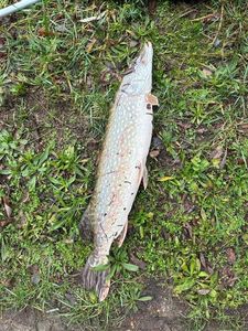 Northern Pike