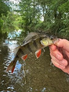 European Perch
